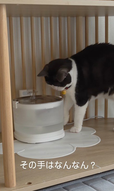 給水器の前の猫