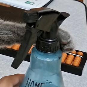くつろいでいた猫→スプレーボトルをそっと前足に押し当てたら…『微笑ましいやり取り』に反響「地味にツボったw」「伸びきったあんよ好き」