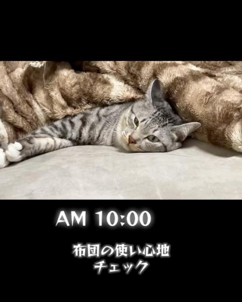 まったりする猫