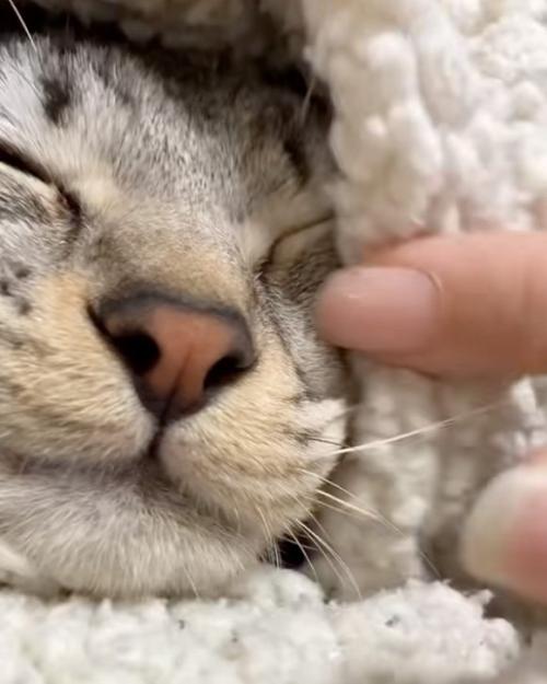 動かない猫