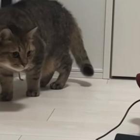 マッサージ器が大嫌いな猫→『高速パンチ』を打ち出したと思ったら…『予想外の光景』に反響「めちゃめちゃ可愛いｗ」「そろ～りそろ～りｗ」
