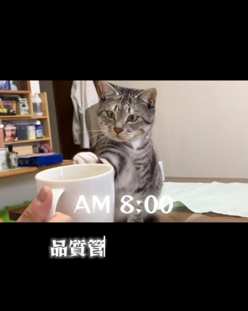 手を伸ばす猫