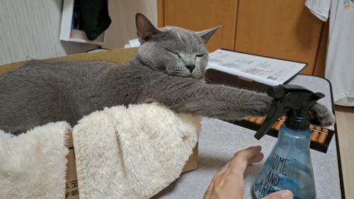 眠っている猫の写真2