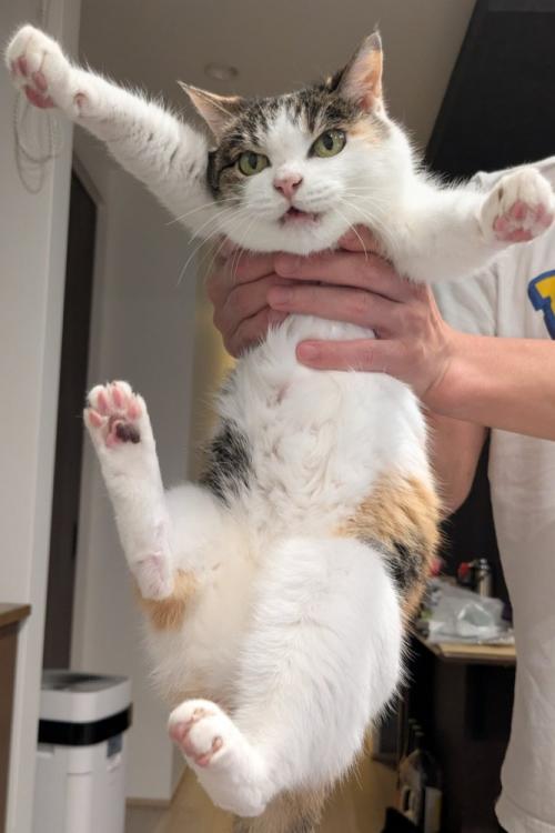 飼い主に捕まった三毛猫