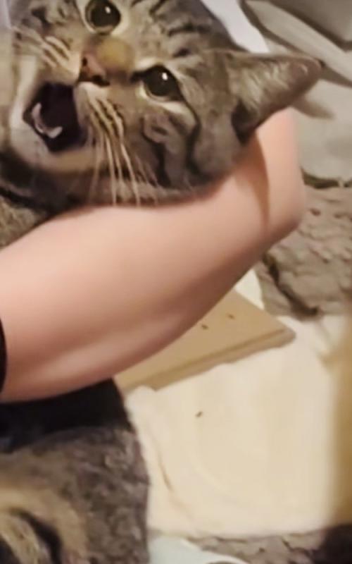 ママさんに爪を切られるキジトラ猫