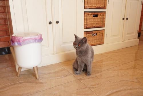 蓋つきゴミ箱に観念している?猫