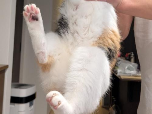 ばたつかせている三毛猫の足