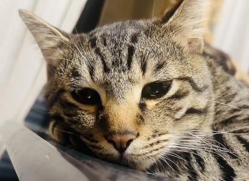 ウトウトするキジトラ猫