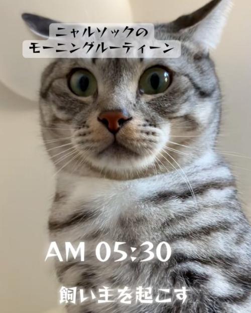 早朝猫
