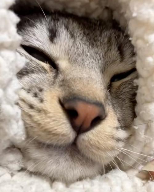 見る猫