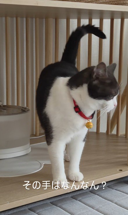 給水器の前の猫