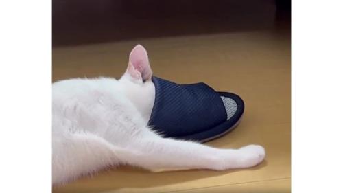 猫とスリッパ