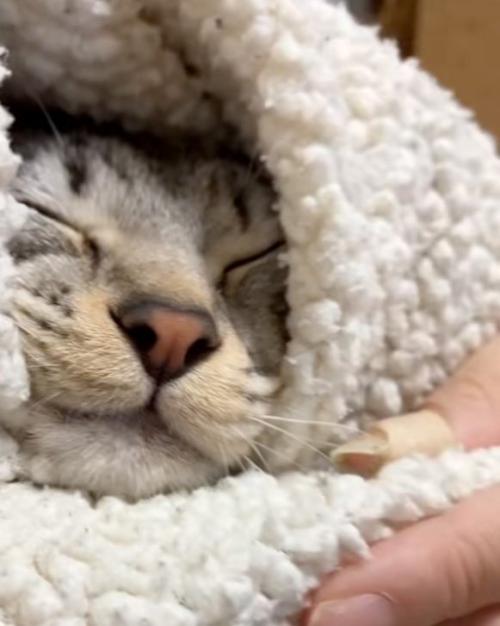 起きない猫