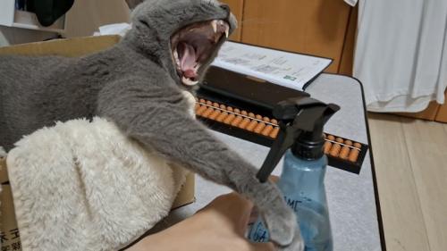 あくびをする猫の写真5