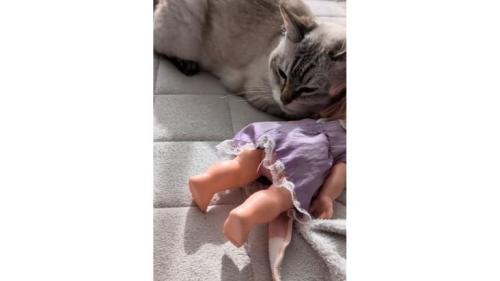 猫と人形