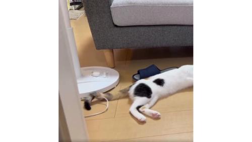 床にいる猫