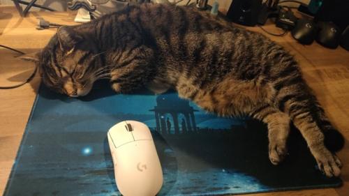 マウスパッドの上で寝ている猫