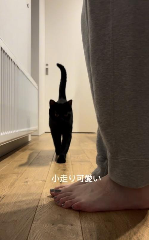 ママさんを追い掛ける黒猫