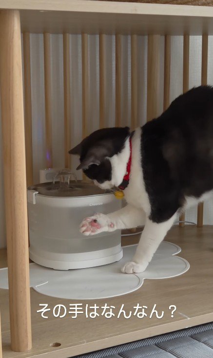 給水器の前の猫