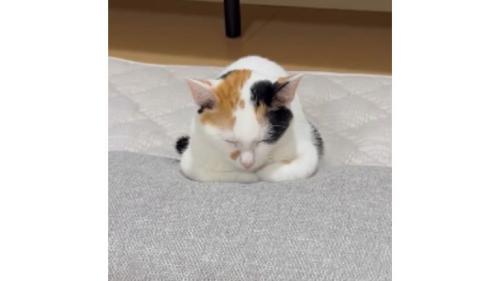 室内にいる猫
