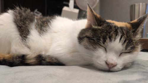 スヤスヤと眠る三毛猫