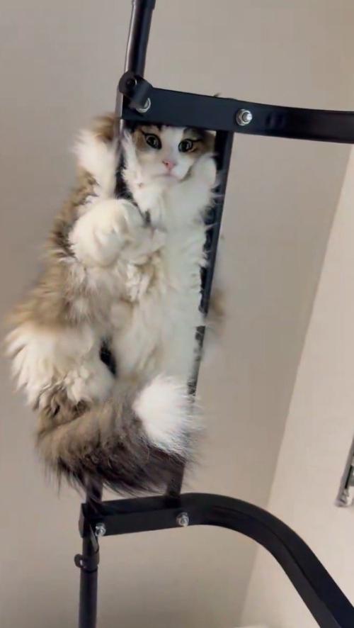 懸垂のバーの間から顔を出している猫