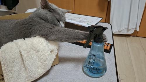 ボトルを触る猫の写真4