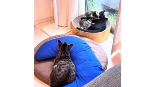 室内にいる猫
