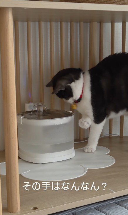 給水器の前の猫