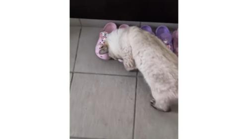 猫と靴