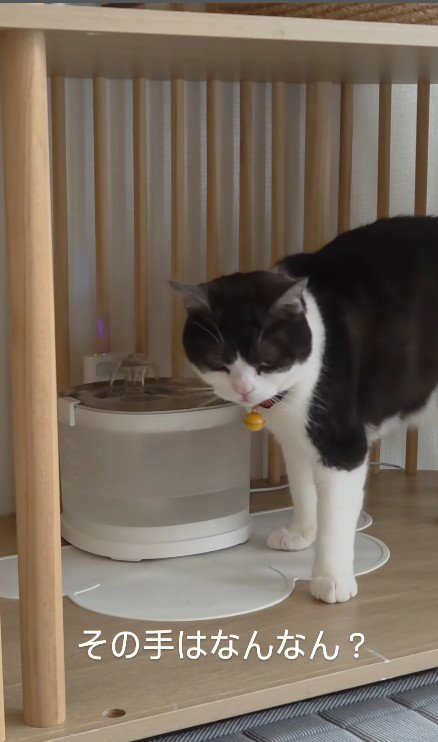 給水器の前の猫