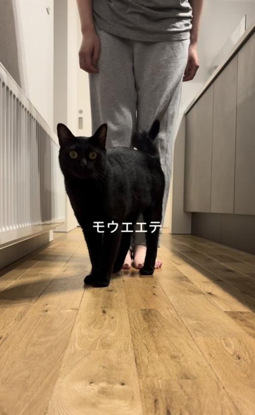 ママさんの前に立つ黒猫