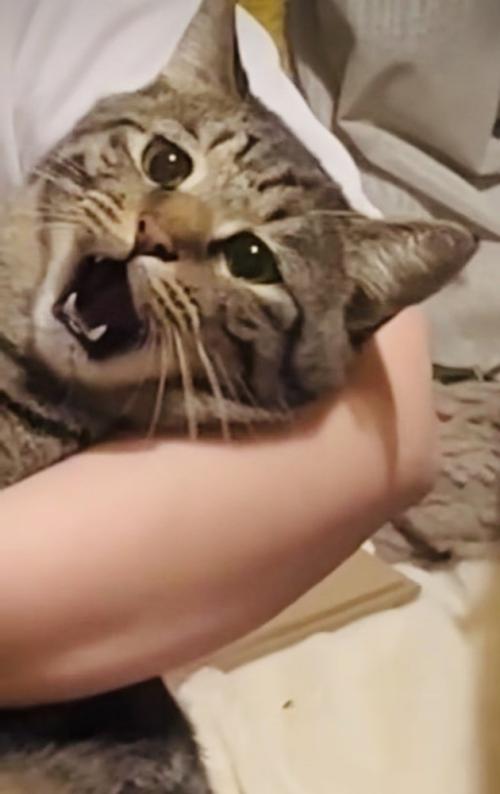 ママさんに爪を切られるキジトラ猫