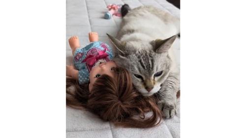 猫と人形
