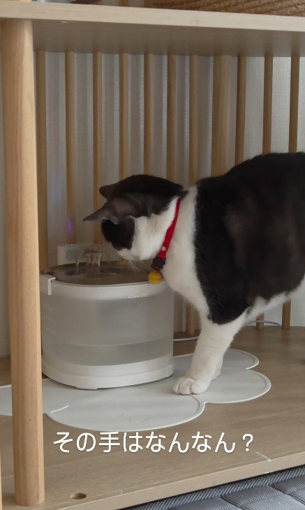 給水器の前の猫