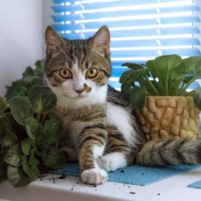 猫がやりがちな『イタズラ』3選　ついやってしまう理由や止めさせる方法まで