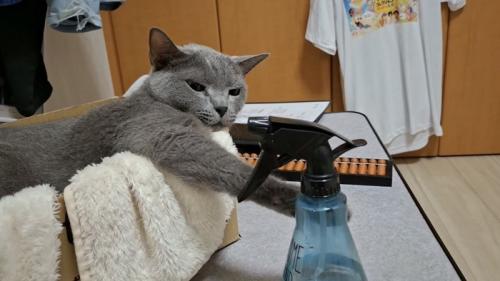 ボトルを見る猫の写真3