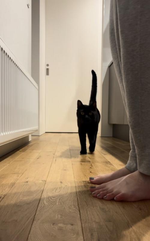 ママさんを追い掛ける黒猫