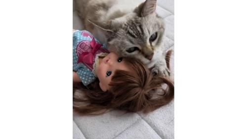 猫と人形