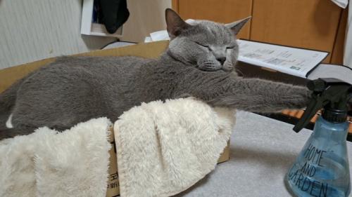 眠っている猫の写真1