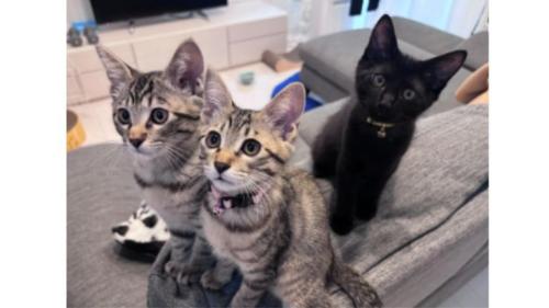 室内にいる猫