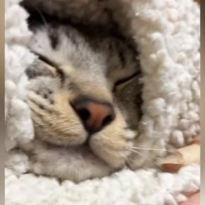 幸せそうに眠っていた猫→起こされると……『可愛すぎる反応』に7万7000いいね「朝はみんな苦手だもんね」「めっちゃ文句言ってて笑った」