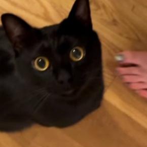 どうしても構ってほしい黒猫→ママが離れると……あまりにも可愛い『まさかの行動』が38万再生「幸せな気持ちになった」「たまらんねｗ」