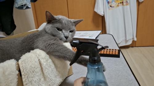 ボトルを見る猫の写真2