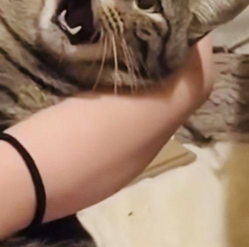 ママさんに爪を切られるキジトラ猫