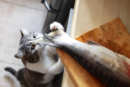 魚を盗む猫