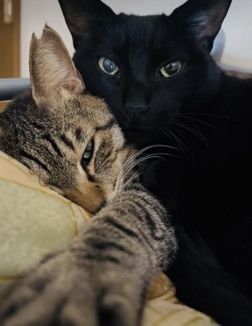 一緒にくつろぐキジトラ猫と黒猫