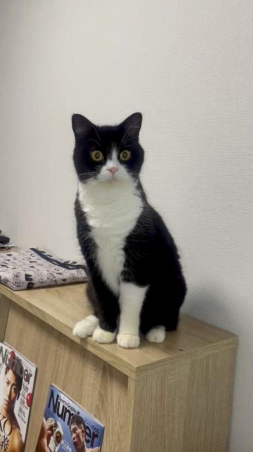 その場に座り直す猫