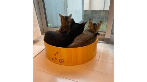 室内にいる猫