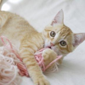 飼い主が『猫に振り回される幸せ』を実感する瞬間9つ　マイペースな行動の心理や上手な付き合い方も